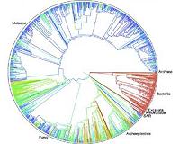 'Tree of life' for 2.3 million species released