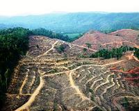 How global forest-destroyers are turning over a new leaf