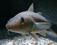 Seals threaten Scottish cod stock recovery