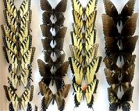 Collecting biological specimens essential to science and conservation