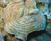 Unraveling the mysteries of the Red Sea