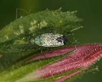 Intensification of land use leads to the same species everywhere