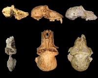 Earliest baboon found at Malapa