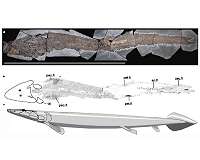 Ancient fish fossil reveals evolutionary origin of the human hand