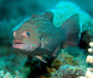 Marine reserves provide baby bonus to fisheries
