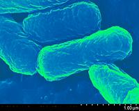 E. coli: The ideal transport for next-gen vaccines?