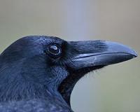 Some birds are just as smart as apes