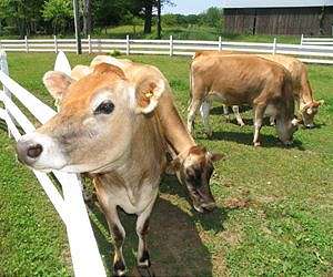 China move on beef 'disappointing': US Senator