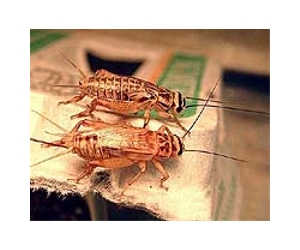 Fossil cricket reveals Jurassic love song