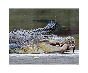 Australia's freshwater crocodiles at risk