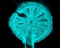 Water found to provide blueprints for root architecture