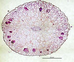 How some leaves got fat: It's the veins