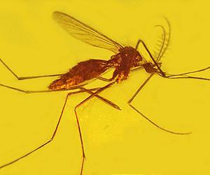 Analysis reveals malaria as ancient, adaptive and persistent foe