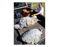 Researchers release 'Frankenturtles' into Chesapeake Bay