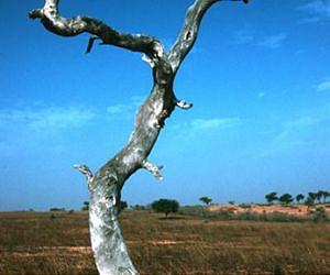 Climate change blamed for dead trees in Africa