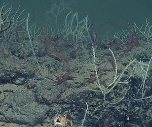 Coral Oasis Found In Mediterranean Desert