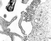Sri Lanka deploys troops to tackle dengue crisis