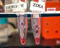 New test rapidly diagnoses Zika