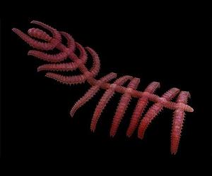 Fossil in China said to show first legs