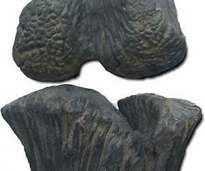 Dinosaurs Significantly Taller Than Previously Thought