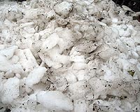Dirty Snow Causes Early Runoff In Cascades, Rockies