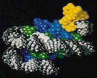New application of physics tools used in biology