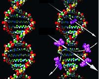 Junk DNA Now Looks Like Powerful Regulator