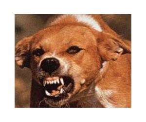 Pakistan's canine fighters forced into blood sport