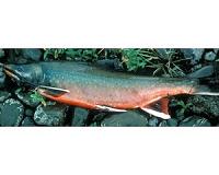 Alaska fish adjust to climate change by following the food
