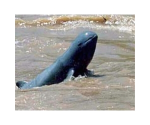 Cambodia battles to save rare Mekong dolphins