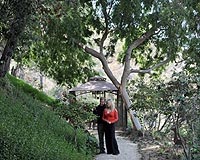 California's drought-resistent gardens are hot
