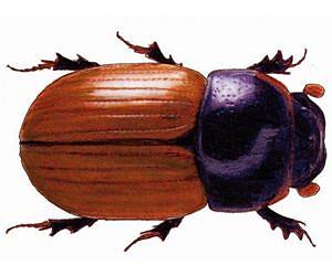 Beetles modify emissions of greenhouse gases from cow pats