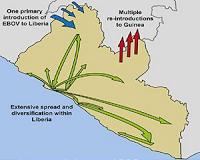 How Ebola spread in Western Africa, 2014-2015