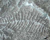 Two Explosive Evolutionary Events Shaped Early History Of Multicellular Life