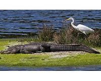 Dozens of alligators captured prior to child's death at Disney