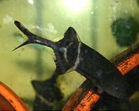 How a fish can fry