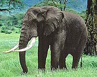 Counting Elephants From Space