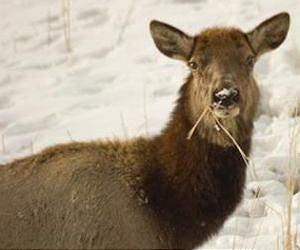 New study traces the evolutionary history of what mammals eat
