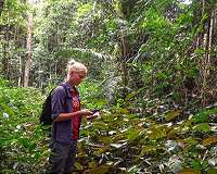 Stanford study explores risk of deforestation as agriculture expands in Africa