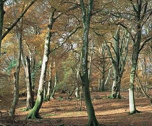 Concern at British plan to rent out forests