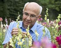 New research on why plant tissues have a sense of direction
