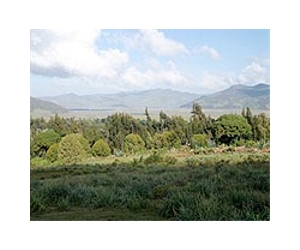 Thousands struggle in Ethiopia's green drought