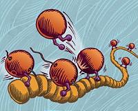 Ebola virus may replicate in an exotic way