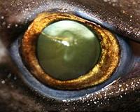Twilight zone sharks have special eyes to see in the dark