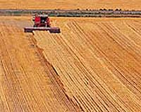 More Than Drought Affecting Wheat Yields