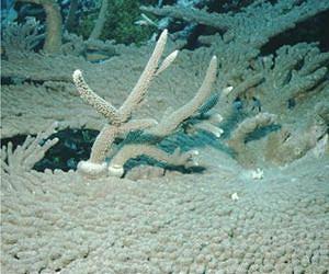 Safety in numbers? Not so for corals