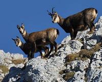 Cause of death established - Chamois had pneumonia