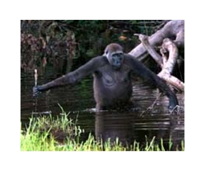 Not Enough Hours In The Day For Endangered Apes