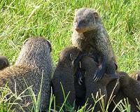 Mother mongooses may risk death to protect unborn children