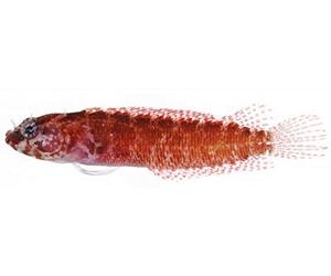 Smithsonian Scientists Discover Seven New Species Of Fish